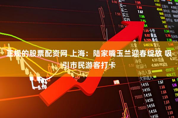 正规的股票配资网 上海：陆家嘴玉兰迎春绽放 吸引市民游客打卡